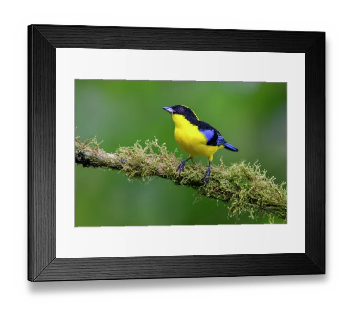Framed Print : RF - Blue-winged mountain tanager (Anisognathus somptuosus) male, perched on lichen-covered branch in cloud forest, Mindo area, Pacific slope, Ecuador Framed Print : RF - Blue-winged mountain tanager (Anisognathus somptuosus) male, perched on lichen-covered branch in cloud forest, Mindo area, Pacific slope, Ecuador