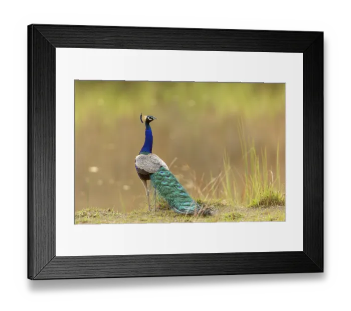 Framed Print : Indian peacock (Pavo cristatus) portrait, Bandhavgarh Tiger Reserve, Madhya Pradesh, India Framed Print : Indian peacock (Pavo cristatus) portrait, Bandhavgarh Tiger Reserve, Madhya Pradesh, India
