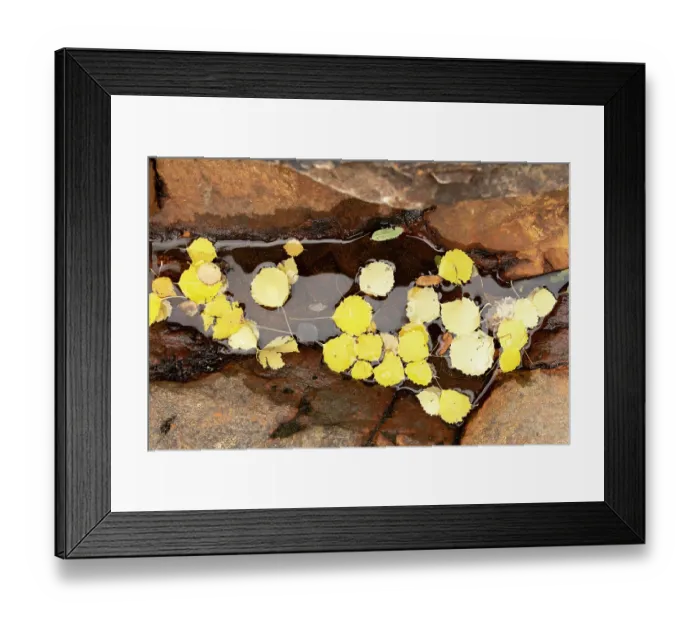 Framed Print : Aspen (Populus tremula) fallen autumnal leaves collected in small puddle on rock, Mar Lodge Estate, Braemar, Scotland, UK. October