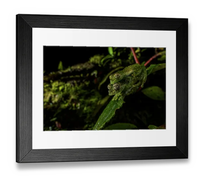 Framed Print : White-spotted cochran frog (Sachatamia albomaculata) pair in amplexus whilst sitting on leaf, Panama Framed Print : White-spotted cochran frog (Sachatamia albomaculata) pair in amplexus whilst sitting on leaf, Panama