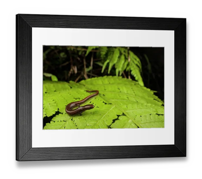 Framed Print : Maritime worm salamander (Oedipina maritima) resting on leaf, Escudo de Veraguas Island, Panama. Endemic species of lungless salamander
