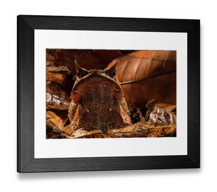 Framed Print : Long-nosed horned frog (Pelobatrachus nasutus) sitting in leaflitter, Kubah National Park, Borneo Framed Print : Long-nosed horned frog (Pelobatrachus nasutus) sitting in leaflitter, Kubah National Park, Borneo