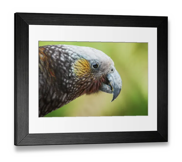 Framed Print : Kaka (Nestor meridionalis) head portrait, South Island, New Zealand. Endangered Framed Print : Kaka (Nestor meridionalis) head portrait, South Island, New Zealand. Endangered