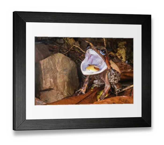 Framed Print : Long-nosed horned frog (Pelobatrachus nasutus) opening mouth in threat display, Kubah National Park, Sarawak, Borneo Framed Print : Long-nosed horned frog (Pelobatrachus nasutus) opening mouth in threat display, Kubah National Park, Sarawak, Borneo