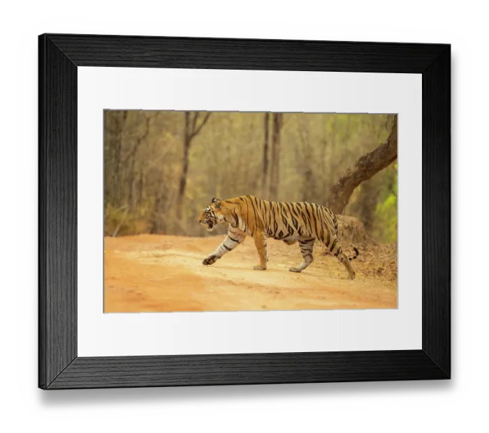 Framed Print : RF - Bengal tiger (Panthera tigris tigris) female, crossing forest track, Bandhavgarh Tiger Reserve, Madhya Pradesh, India. Endangered Framed Print : RF - Bengal tiger (Panthera tigris tigris) female, crossing forest track, Bandhavgarh Tiger Reserve, Madhya Pradesh, India. Endangered