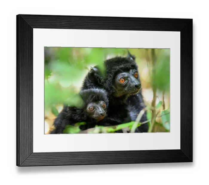 Framed Print : Perrier's black sifaka (Propithecus perrieri) female with infant, aged 3-4 months, in resting in forest canopy, Andrafiamena-Andavakoera Protected Forest, northern Madagascar