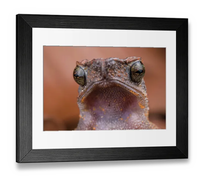 Framed Print : Close-up of Long fingered slender toad's (Ansonia longidigita) face, Kubah National Park, Sarawak, Borneo Framed Print : Close-up of Long fingered slender toad's (Ansonia longidigita) face, Kubah National Park, Sarawak, Borneo