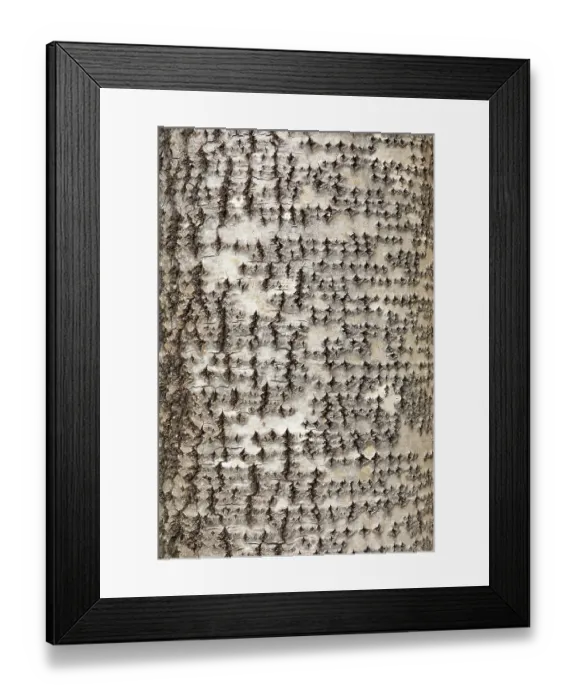 Framed Print : Aspen (Populus tremula) close-up of bark, Mar Lodge Estate, Braemar, Scotland, UK. October Framed Print : Aspen (Populus tremula) close-up of bark, Mar Lodge Estate, Braemar, Scotland, UK. October
