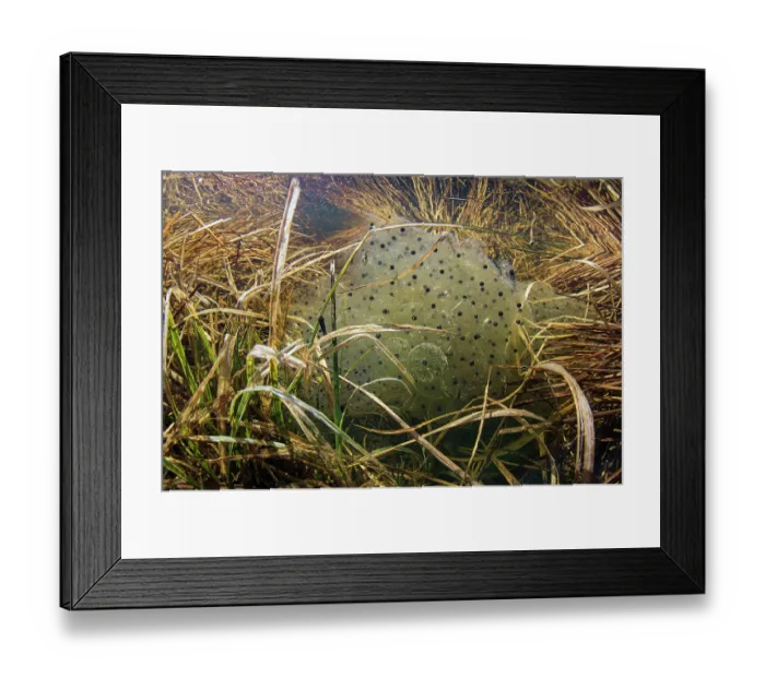 Framed Print : Montane frog (Rana temporaria) frogspawn in shallow vernal pool, Beigua Geopark, Genova, Italy