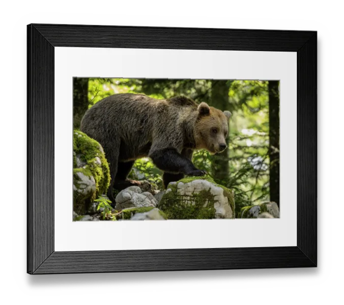 Framed Print : Brown bear (Ursus arctos) walking over rocks in the forests of the Notranjska and Kocevska regions Framed Print : Brown bear (Ursus arctos) walking over rocks in the forests of the Notranjska and Kocevska regions