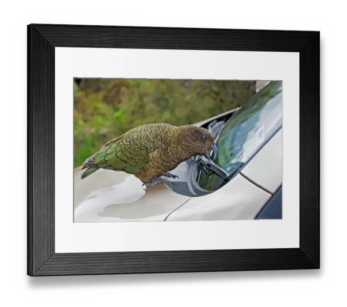 Framed Print : Kea (Nestor notabilis) investigating car windscreen wiper, Arthur's Pass, Southern Alps, South Island, New Zealand. Endangered Framed Print : Kea (Nestor notabilis) investigating car windscreen wiper, Arthur's Pass, Southern Alps, South Island, New Zealand. Endangered