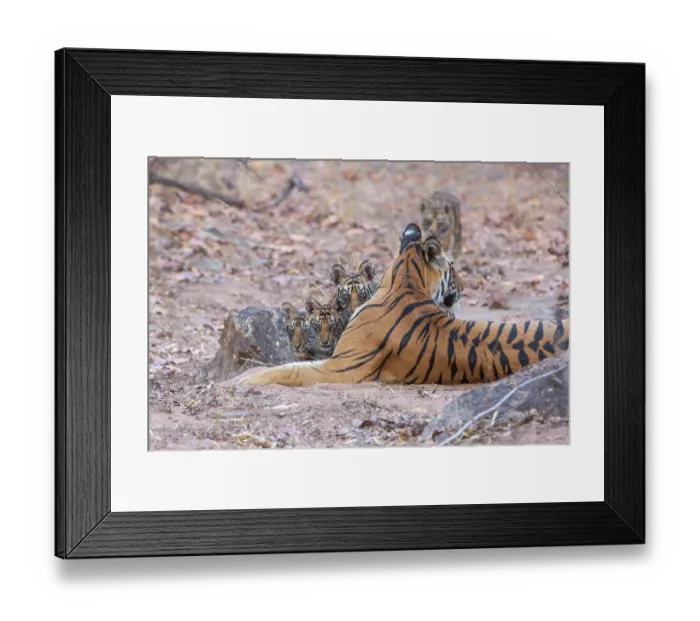Framed Print : Bengal tiger (Panthera tigris tigris) female, resting with her cubs, Bandhavgarh Tiger Reserve, Madhya Pradesh, India. Endangered Framed Print : Bengal tiger (Panthera tigris tigris) female, resting with her cubs, Bandhavgarh Tiger Reserve, Madhya Pradesh, India. Endangered