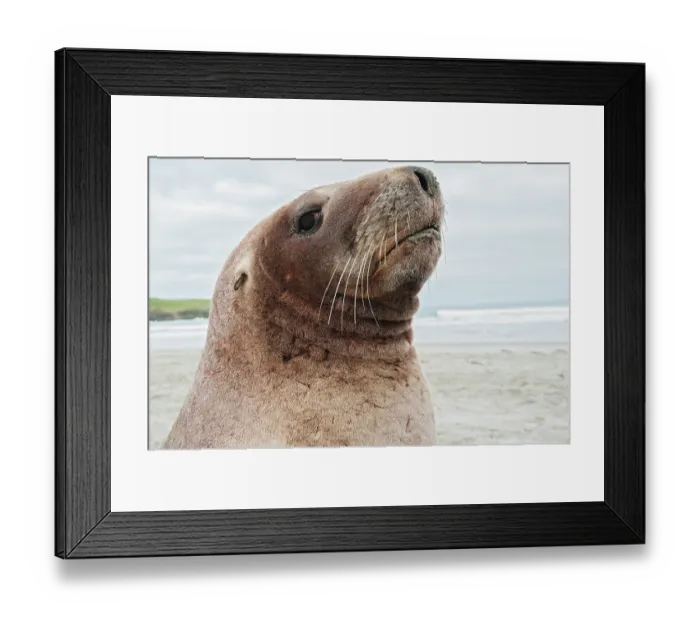 Framed Print : New Zealand sea lion (Phocarctos hookeri) head portrait, South Island, New Zealand. Endangered Framed Print : New Zealand sea lion (Phocarctos hookeri) head portrait, South Island, New Zealand. Endangered