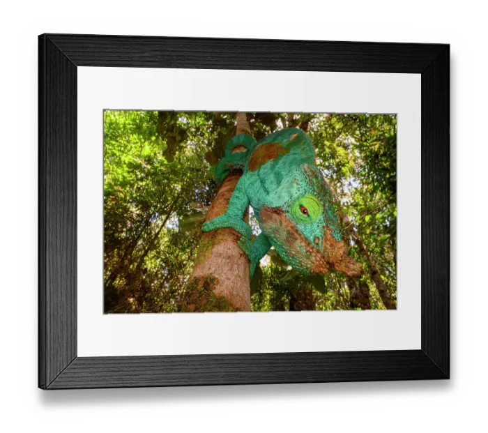 Framed Print : Parson's chameleon (Calumma parsonii) male, climbing in forest under storey, Maromizaha Forest, near Andasibe, central-eastern Madagascar Framed Print : Parson's chameleon (Calumma parsonii) male, climbing in forest under storey, Maromizaha Forest, near Andasibe, central-eastern Madagascar