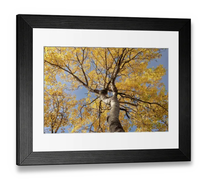 Framed Print : Aspen (Populus tremula) tree in autumn with colourful yellow foliage against a vivid blue sky, Tulloch, Cairngorms National Park, Scotland, UK. October Framed Print : Aspen (Populus tremula) tree in autumn with colourful yellow foliage against a vivid blue sky, Tulloch, Cairngorms National Park, Scotland, UK. October