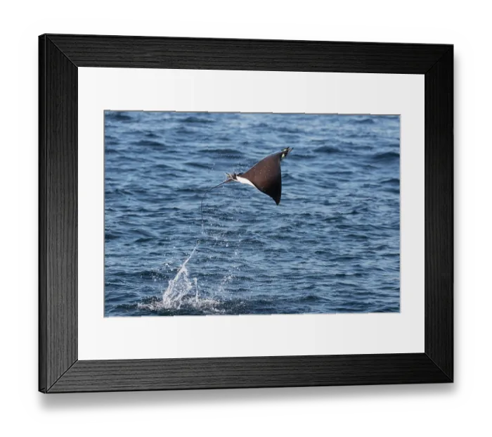 Framed Print : Munk's devilray (Mobula munkiana) leaping out of the water, Sea of Cortez, Baja California, Mexico Framed Print : Munk's devilray (Mobula munkiana) leaping out of the water, Sea of Cortez, Baja California, Mexico