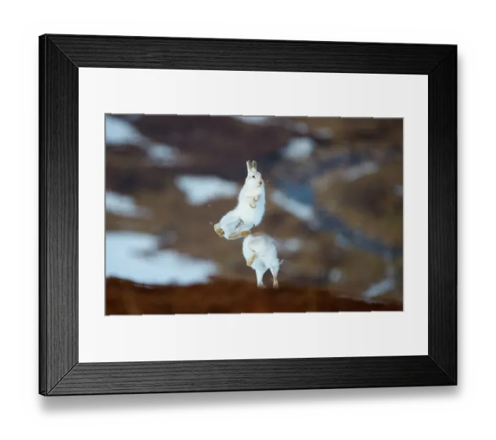 Framed Print : Mountain hares (Lepus timidus) pair, leaping high into the air in a display of boxing behaviour during courtship, Cairngorms National Park, Scotland, UK. February Framed Print : Mountain hares (Lepus timidus) pair, leaping high into the air in a display of boxing behaviour during courtship, Cairngorms National Park, Scotland, UK. February