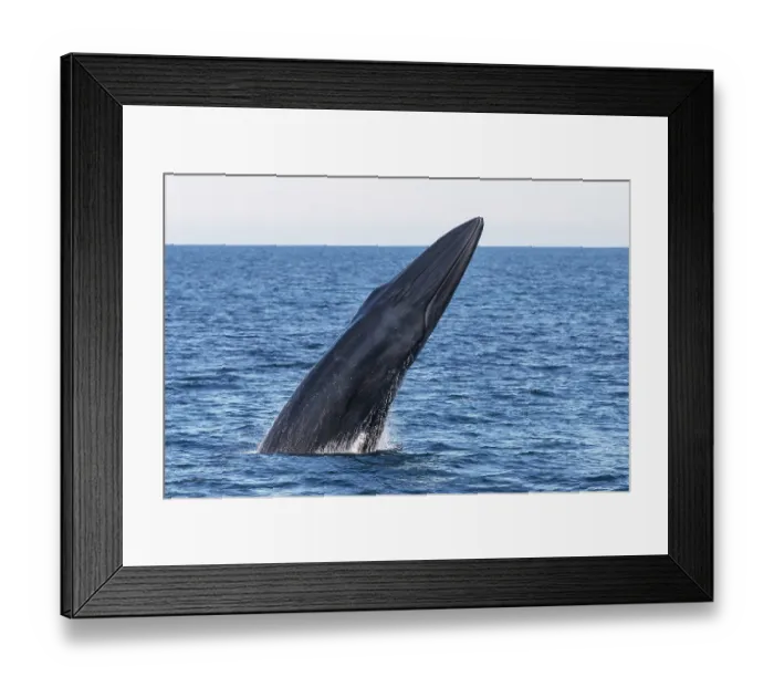 Framed Print : Bryde's whale (Balaenoptera edeni) breaching, Sea of Cortez, Baja California, Mexico Framed Print : Bryde's whale (Balaenoptera edeni) breaching, Sea of Cortez, Baja California, Mexico