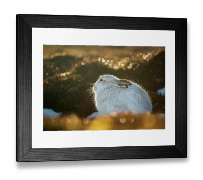 Framed Print : Mountain hare (Lepus timidus) in winter coat, sitting on moorland backlit by evening sunlight, Cairngorms National Park, Scotland, UK. February Framed Print : Mountain hare (Lepus timidus) in winter coat, sitting on moorland backlit by evening sunlight, Cairngorms National Park, Scotland, UK. February