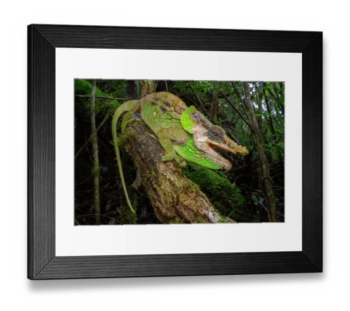 Framed Print : Malthe's green-eared chameleon (Calumma malthe) male, climbing in forest understorey, Maromizaha Forest, near Andasibe, central-eastern Madagascar Framed Print : Malthe's green-eared chameleon (Calumma malthe) male, climbing in forest understorey, Maromizaha Forest, near Andasibe, central-eastern Madagascar