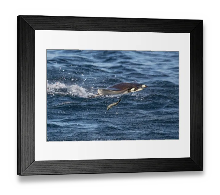 Framed Print : Munk's devilray (Mobula munkiana) leaping out of the water, Sea of Cortez, Baja California, Mexico Framed Print : Munk's devilray (Mobula munkiana) leaping out of the water, Sea of Cortez, Baja California, Mexico