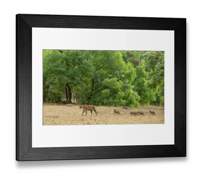 Framed Print : Bengal tiger (Panthera tigris tigris) female, leading her cubs across forest clearing, Bandhavgarh Tiger Reserve, Madhya Pradesh, India. Endangered Framed Print : Bengal tiger (Panthera tigris tigris) female, leading her cubs across forest clearing, Bandhavgarh Tiger Reserve, Madhya Pradesh, India. Endangered