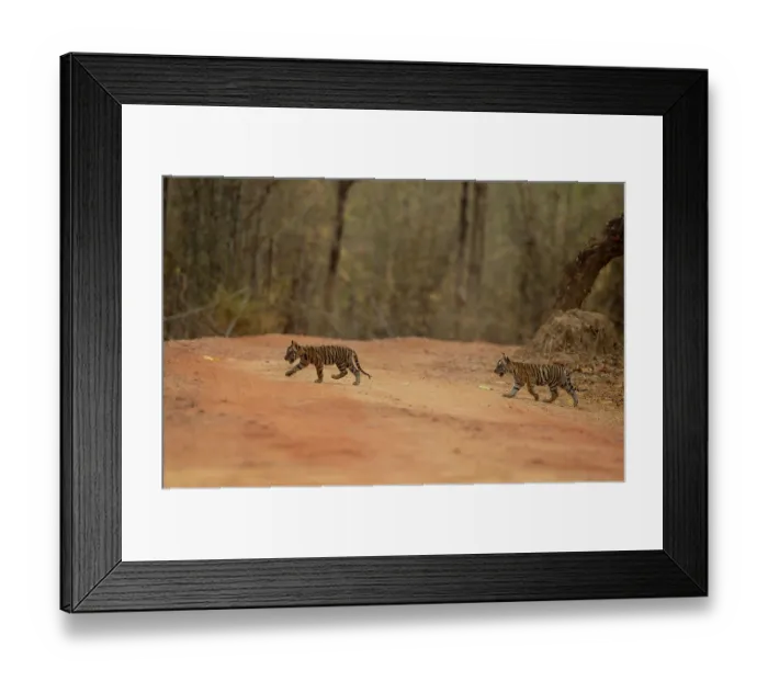 Framed Print : RF - Two Bengal tiger (Panthera tigris tigris) cubs crossing forest track, Bandhavgarh Tiger Reserve, Madhya Pradesh, India. Endangered