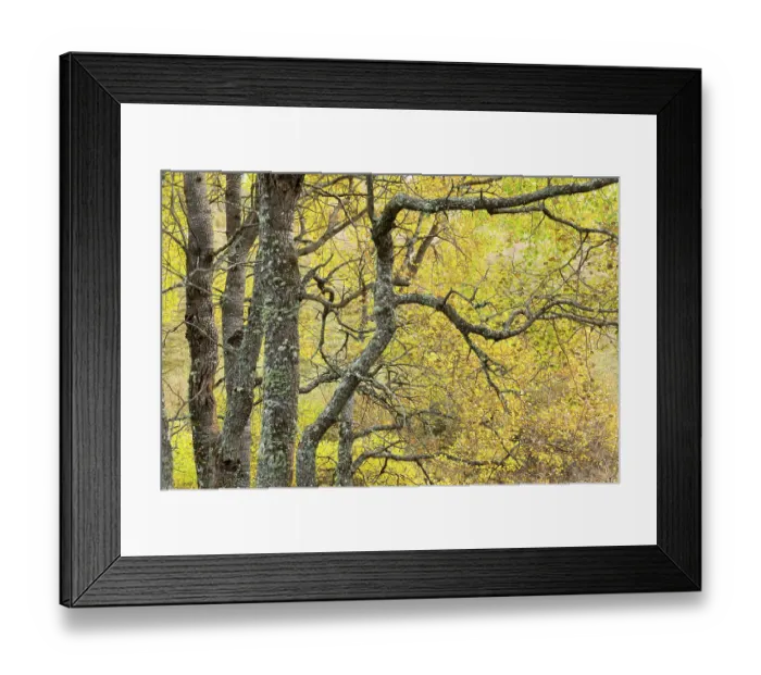 Framed Print : Aspen (Populus tremula) trees in autumn, Insh Marshes, Cairngorms National Park, Scotland, UK. October Framed Print : Aspen (Populus tremula) trees in autumn, Insh Marshes, Cairngorms National Park, Scotland, UK. October