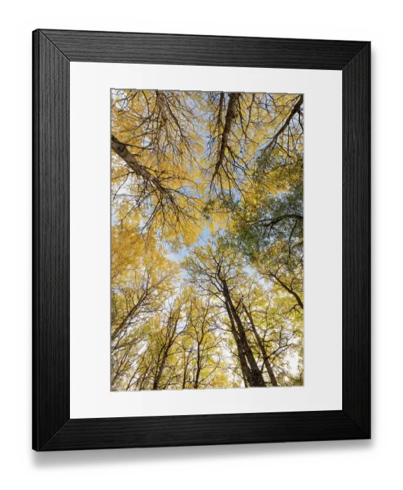 Framed Print : Aspen (Populus tremula) trees in autumn - wide view looking up towards canopy, Cairngorms National Park, Scotland, UK. October Framed Print : Aspen (Populus tremula) trees in autumn - wide view looking up towards canopy, Cairngorms National Park, Scotland, UK. October