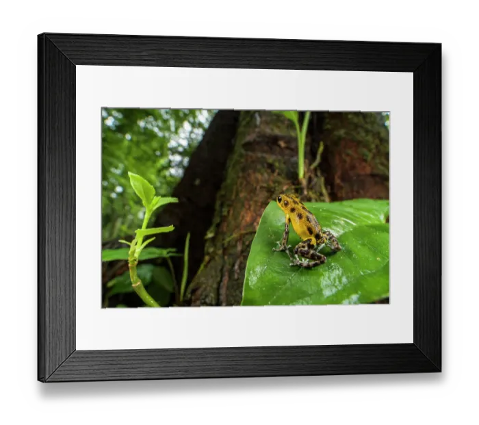 Framed Print : Strawberry poison-dart frog (Oophaga pumilio) sitting on leaf, Panama Framed Print : Strawberry poison-dart frog (Oophaga pumilio) sitting on leaf, Panama