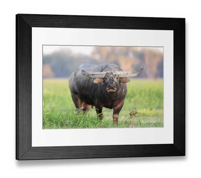 Framed Print : Asian water buffalo (Bubalus bubalis) bull, a feral species in Australia, portrait, Corroboree Billabong, Northern Territory, Australia Framed Print : Asian water buffalo (Bubalus bubalis) bull, a feral species in Australia, portrait, Corroboree Billabong, Northern Territory, Australia