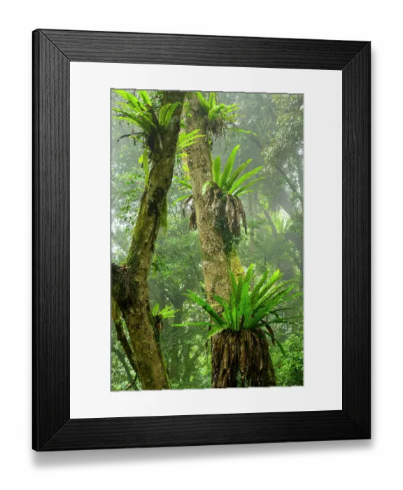 Framed Print : Large Bird's-nest ferns (Asplenium sp.) in mid-elevation rainforest shrouded in mist / cloud, Montage d'Ambre National Park, northern Madagascar Framed Print : Large Bird's-nest ferns (Asplenium sp.) in mid-elevation rainforest shrouded in mist / cloud, Montage d'Ambre National Park, northern Madagascar