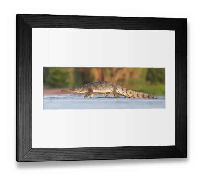 Framed Print : Freshwater crocodile (Crocodylus johnstoni) crossing a flooded road, Fogg Dam Conservation Reserve, Northern Territory, Australia