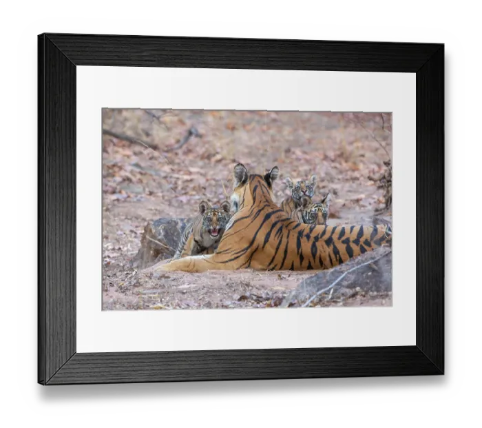 Framed Print : Bengal tiger (Panthera tigris tigris) female, resting with her cubs, Bandhavgarh Tiger Reserve, Madhya Pradesh, India. Endangered