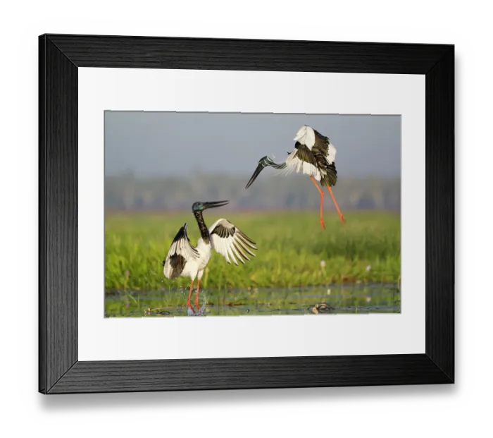 Framed Print : Black-necked storks (Ephippiorhynchus asiaticus) pair, courtship display, Corroboree Billbong, Northern Territory, Australia Framed Print : Black-necked storks (Ephippiorhynchus asiaticus) pair, courtship display, Corroboree Billbong, Northern Territory, Australia