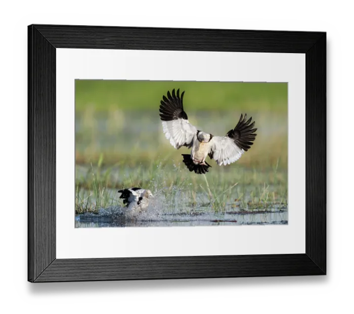 Framed Print : Radjah shellducks (Tadorna radjah) pair, landing on water, Corroboree Billabong, Northern Territory, Australia Framed Print : Radjah shellducks (Tadorna radjah) pair, landing on water, Corroboree Billabong, Northern Territory, Australia