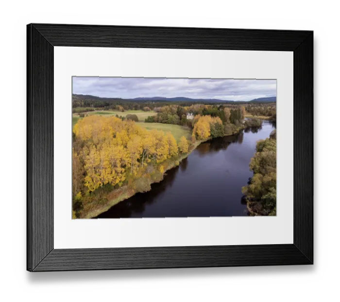 Framed Print : Aerial view of Aspen stand (Populus tremula) in autumn, alongside the River Spey, Cairngorms National Park, Scotland, UK. October Framed Print : Aerial view of Aspen stand (Populus tremula) in autumn, alongside the River Spey, Cairngorms National Park, Scotland, UK. October