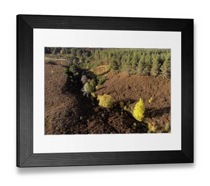 Framed Print : Aerial view of Aspen (Populus tremula) trees in autumn growing in sheltered ravine, Glen Quoich, Mar Lodge Estate, Cairngorms National Park, Scotland, UK. October