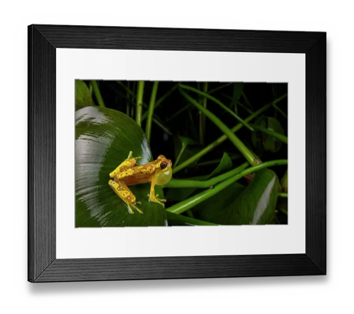 Framed Print : Hourglass tree frog (Dendropsophus ebraccatus) sitting on leaf and calling, Veragua rainforest, Costa Rica Framed Print : Hourglass tree frog (Dendropsophus ebraccatus) sitting on leaf and calling, Veragua rainforest, Costa Rica