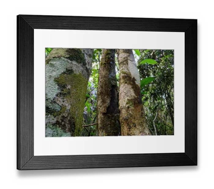 Framed Print : Mossy leaf-tailed gecko (Uroplatus sikorae) flattened and camouflaged on vertical trunk, Maromizaha Forest, near Andasibe, central-eastern Madagascar Framed Print : Mossy leaf-tailed gecko (Uroplatus sikorae) flattened and camouflaged on vertical trunk, Maromizaha Forest, near Andasibe, central-eastern Madagascar