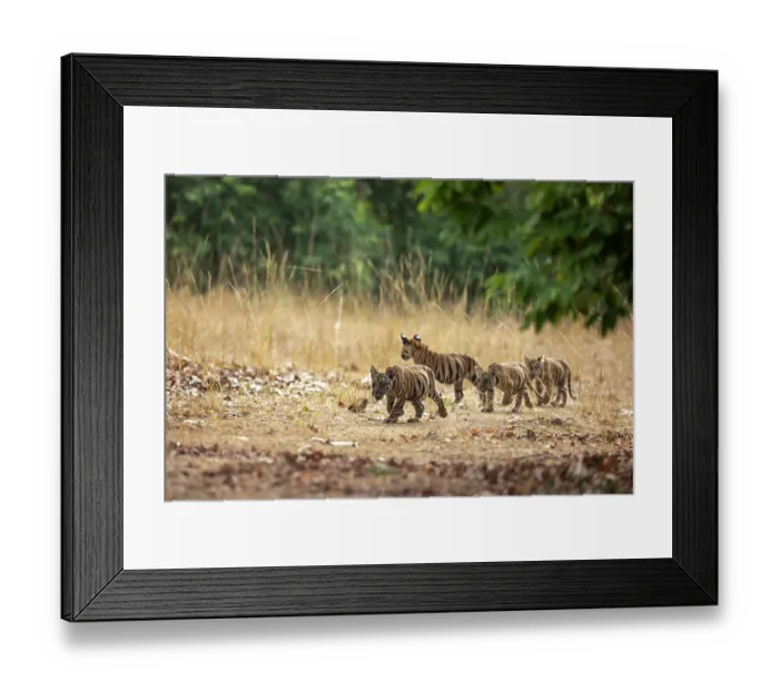 Framed Print : Four Bengal tiger (Panthera tigris tigris) cubs walking cautiously over grassland, Bandhavgarh Tiger Reserve, Madhya Pradesh, India. Endangered Framed Print : Four Bengal tiger (Panthera tigris tigris) cubs walking cautiously over grassland, Bandhavgarh Tiger Reserve, Madhya Pradesh, India. Endangered