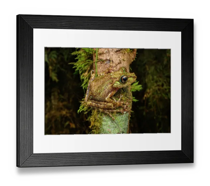 Framed Print : Madagascar mossy frog (Spinomantis aglavei) camouflaged on tree trunk at night, Maromizaha Forest, near Andasibe-Mantadia National park, eastern Madagascar Framed Print : Madagascar mossy frog (Spinomantis aglavei) camouflaged on tree trunk at night, Maromizaha Forest, near Andasibe-Mantadia National park, eastern Madagascar