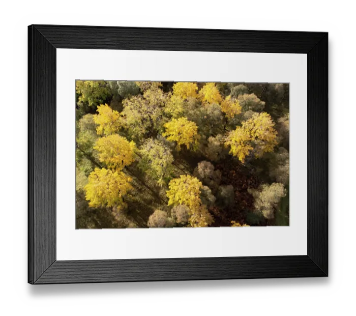 Framed Print : Aerial view of Aspen stand (Populus tremula) in autumn, Cairngorms National Park, Scotland, UK. October Framed Print : Aerial view of Aspen stand (Populus tremula) in autumn, Cairngorms National Park, Scotland, UK. October
