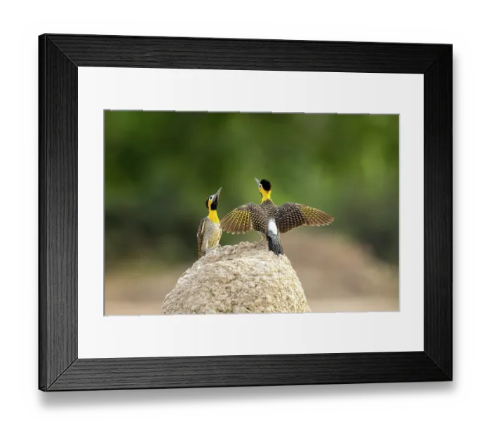 Framed Print : Campo flickers (Colaptes campestris) pair, courtship display, male spreading its wings facing the female on a termite mound where they are nesting, Cerado area, near Pocone Framed Print : Campo flickers (Colaptes campestris) pair, courtship display, male spreading its wings facing the female on a termite mound where they are nesting, Cerado area, near Pocone