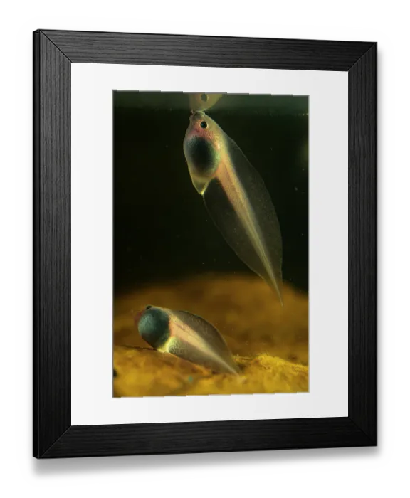 Framed Print : Fringed leaf frog (Cruziohyla craspedopus) tadpole swimming up to waters surface as another rests in dirt below. Captive Framed Print : Fringed leaf frog (Cruziohyla craspedopus) tadpole swimming up to waters surface as another rests in dirt below. Captive
