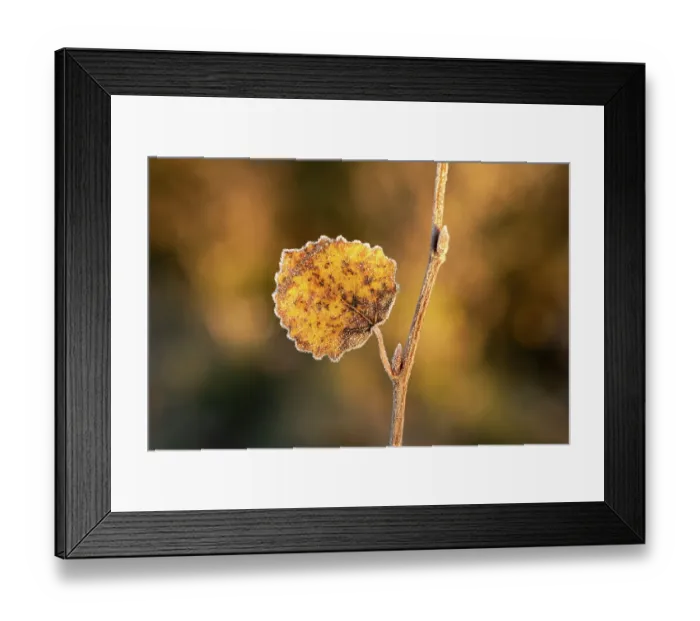 Framed Print : Aspen (Populus tremula) leaf in autumn rimmed with frost, Scotland, UK. October. UK Framed Print : Aspen (Populus tremula) leaf in autumn rimmed with frost, Scotland, UK. October. UK