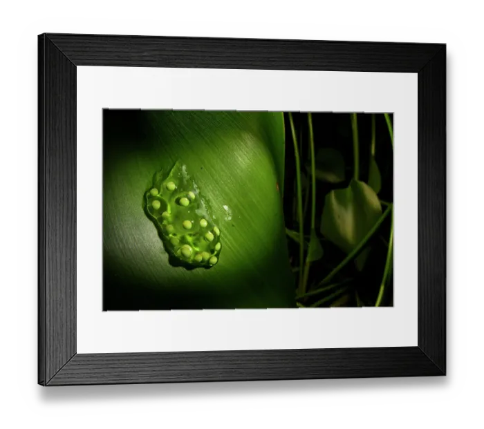 Framed Print : Red eye tree frog (Agalychnis callidryas) frogspawn attached to leaf, Veragua rainforest, Costa Rica Framed Print : Red eye tree frog (Agalychnis callidryas) frogspawn attached to leaf, Veragua rainforest, Costa Rica
