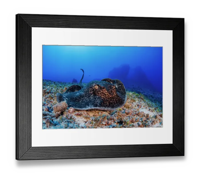 Framed Print : Marbled ray (Taeniura meyeni) on the seabed, Saipan, Federated States of Micronesia, Pacific Ocean Framed Print : Marbled ray (Taeniura meyeni) on the seabed, Saipan, Federated States of Micronesia, Pacific Ocean