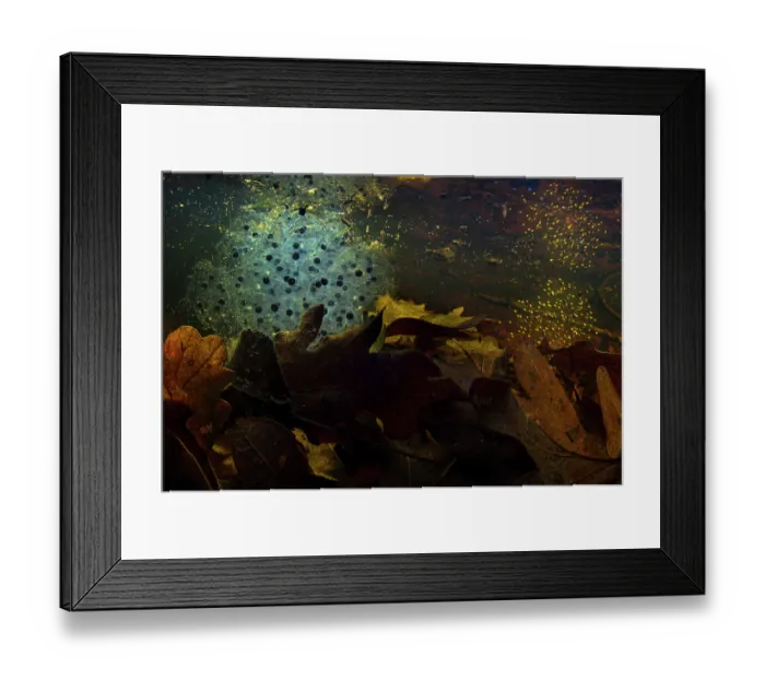 Framed Print : Agile frog (Rana dalmatina) frogspawn in pond, Circeo National Park, Italy Framed Print : Agile frog (Rana dalmatina) frogspawn in pond, Circeo National Park, Italy