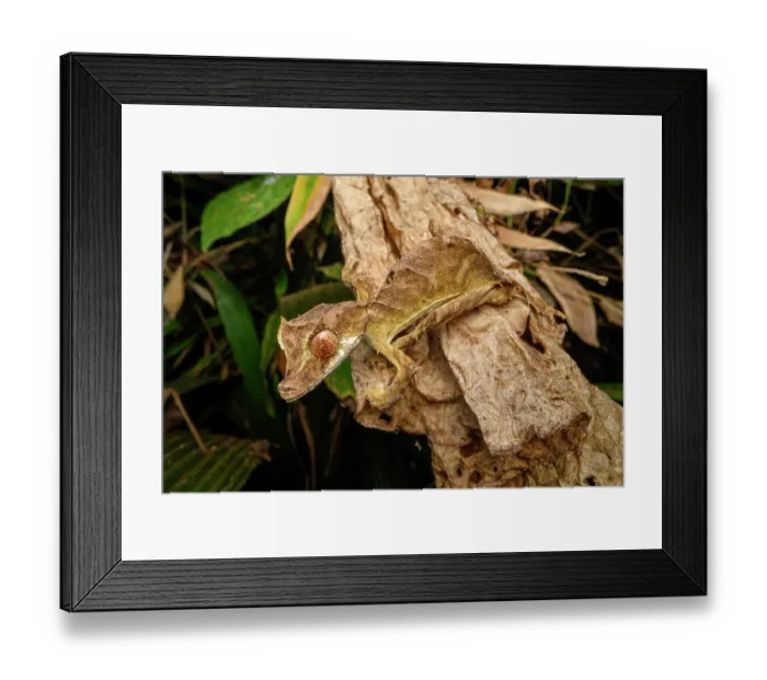 Framed Print : Ebenau's leaf-tailed gecko (Uroplatus ebenaui) active at night in forest, Domanin de Fontenay, Montagne d'Ambre National Park, northern Madagascar